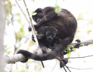 2 black monkey perching on branch during daytime thumbnail