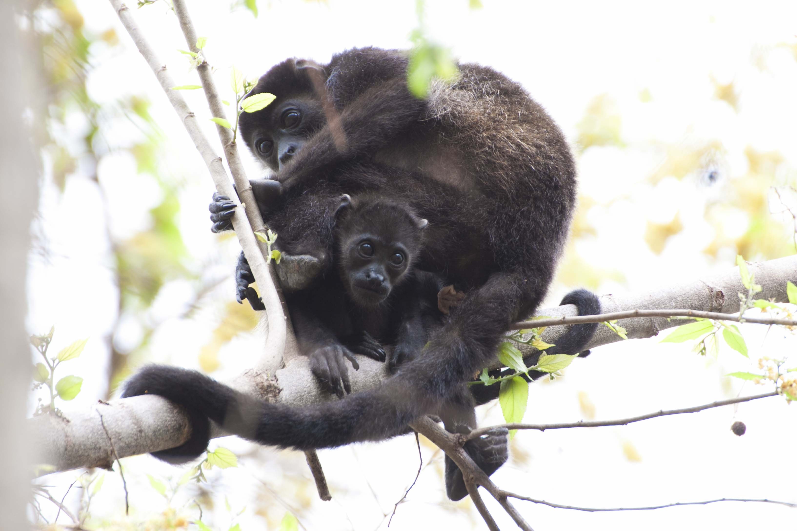 2 black monkey perching on branch during daytime