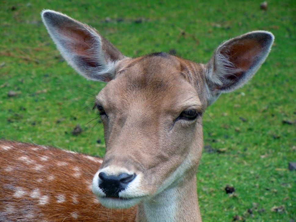 brown deer on grass field preview
