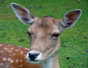 brown deer on grass field thumbnail