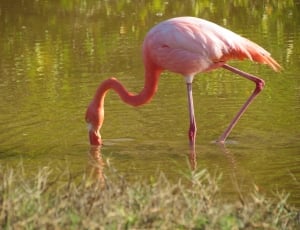 Flamingo, Lesser, Pink, Bird, Exotic, flamingo, bird thumbnail