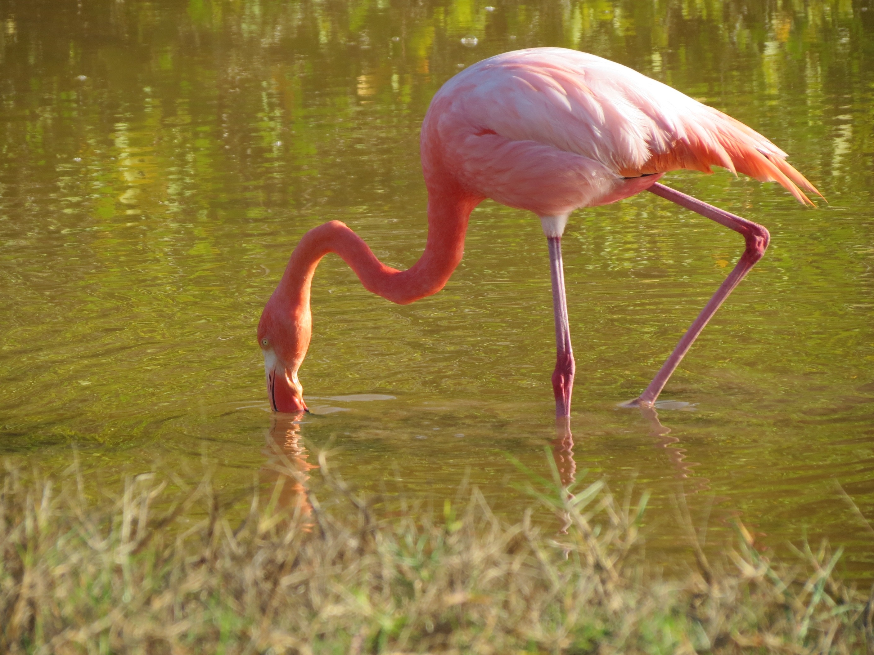 Flamingo, Lesser, Pink, Bird, Exotic, flamingo, bird