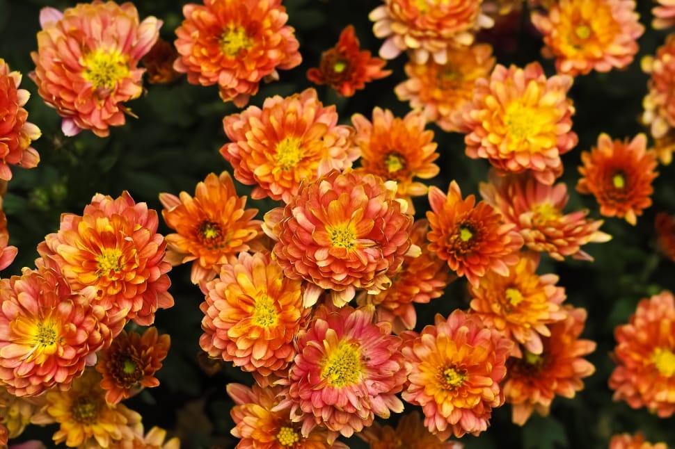 red orange and yellow flowers preview