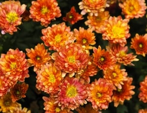 red orange and yellow flowers thumbnail