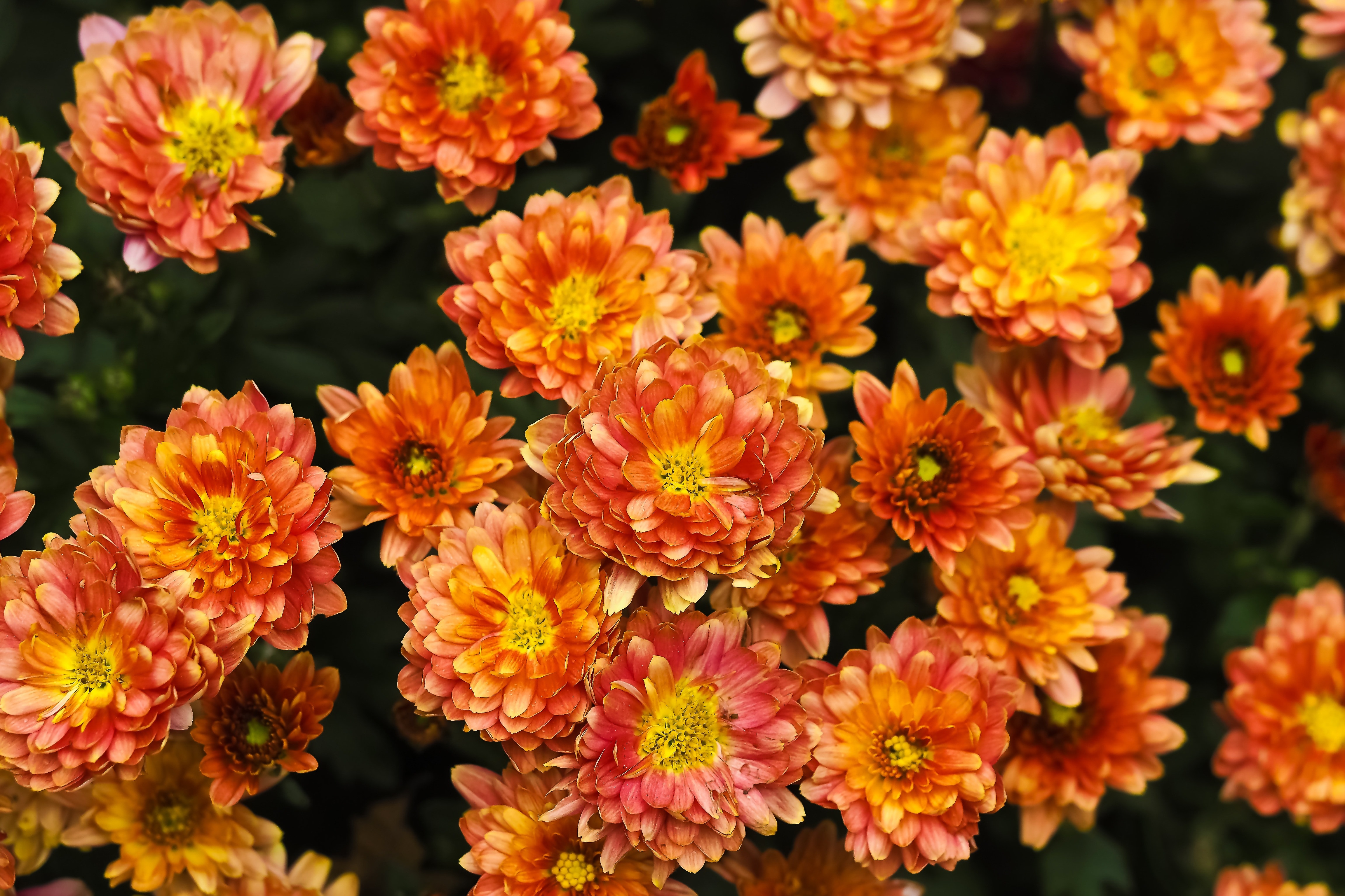 red orange and yellow flowers