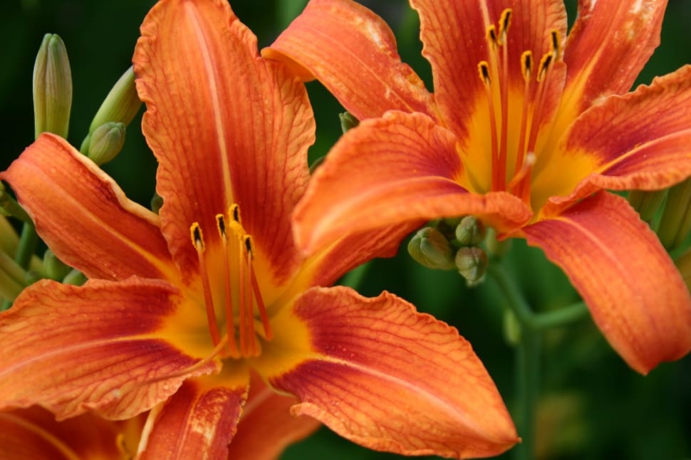 2 orange tiger lilies preview