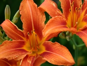 2 orange tiger lilies thumbnail