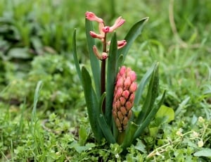 Red, Spring, Flower, Hyacinth, green color, growth thumbnail