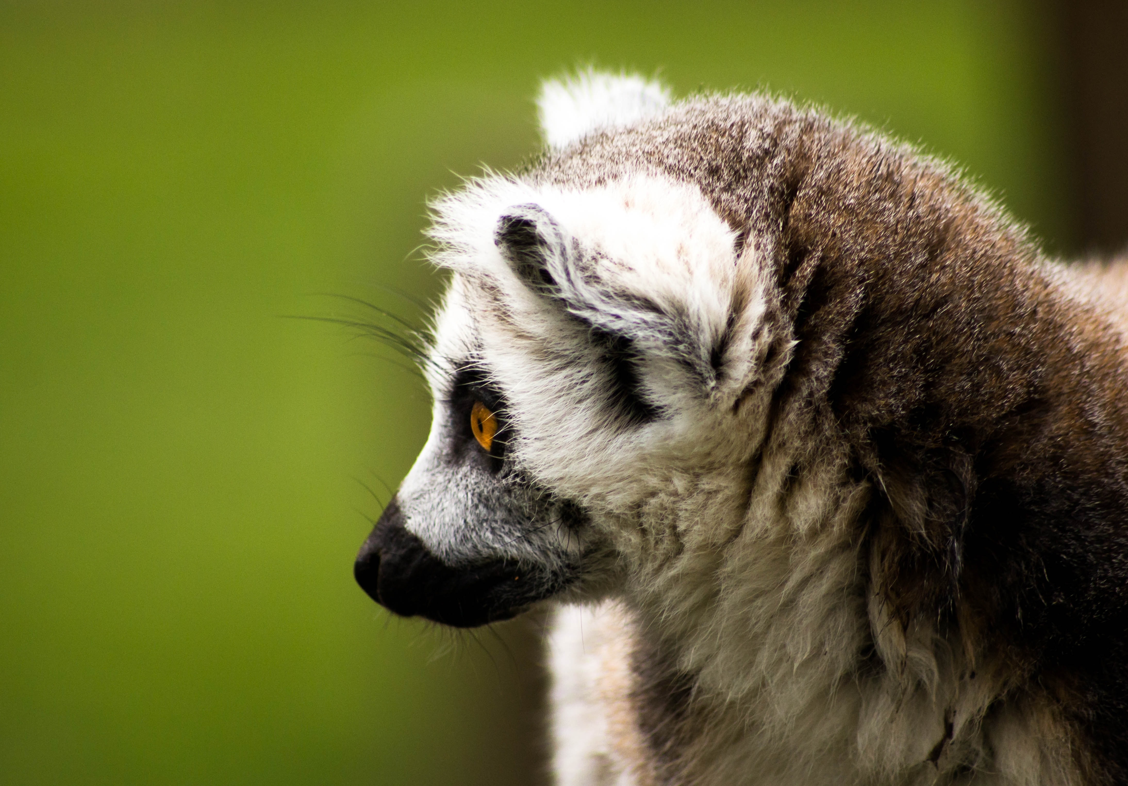 brown and white lemur