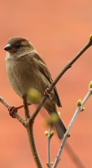Songbird, Sperling, Bird, Sparrow, one animal, bird thumbnail