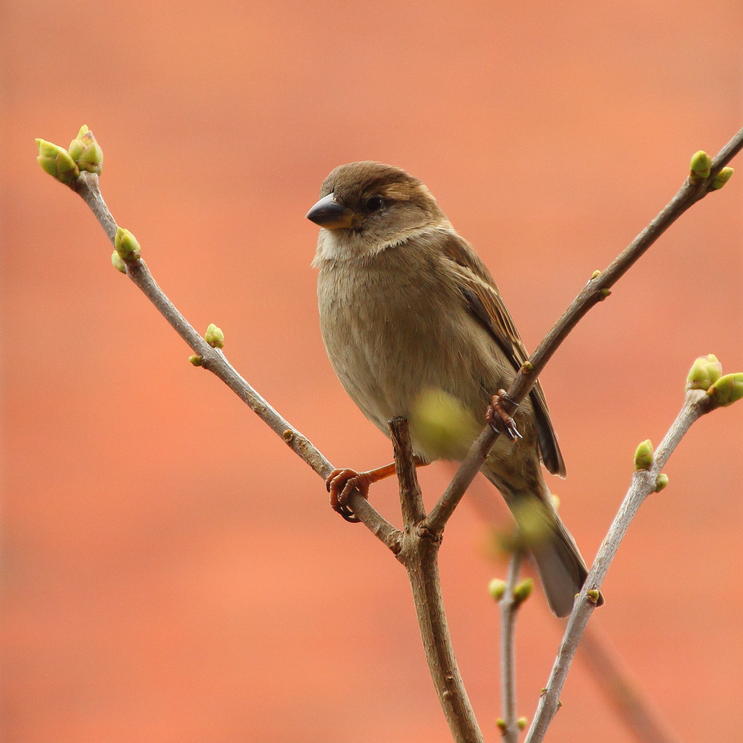 Songbird, Sperling, Bird, Sparrow, one animal, bird