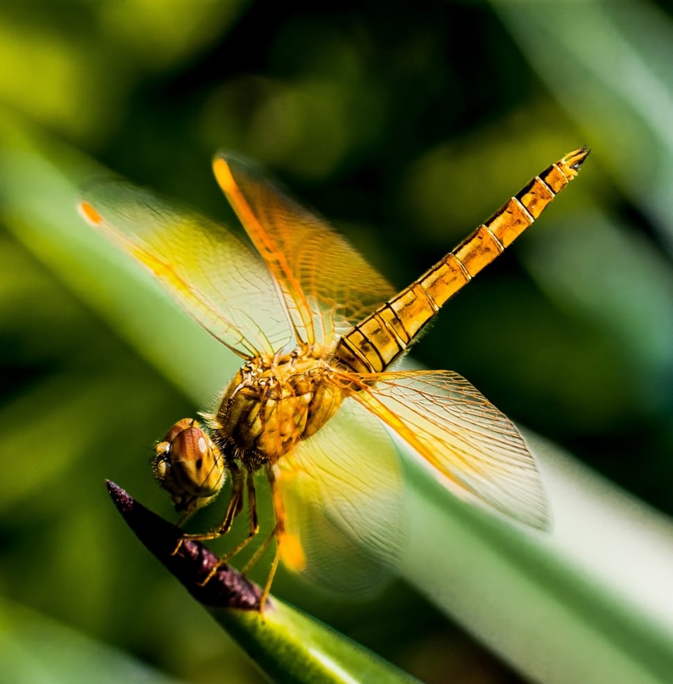 close up photo of gold-colored dragon fly preview