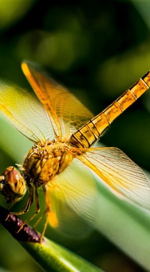 close up photo of gold-colored dragon fly thumbnail