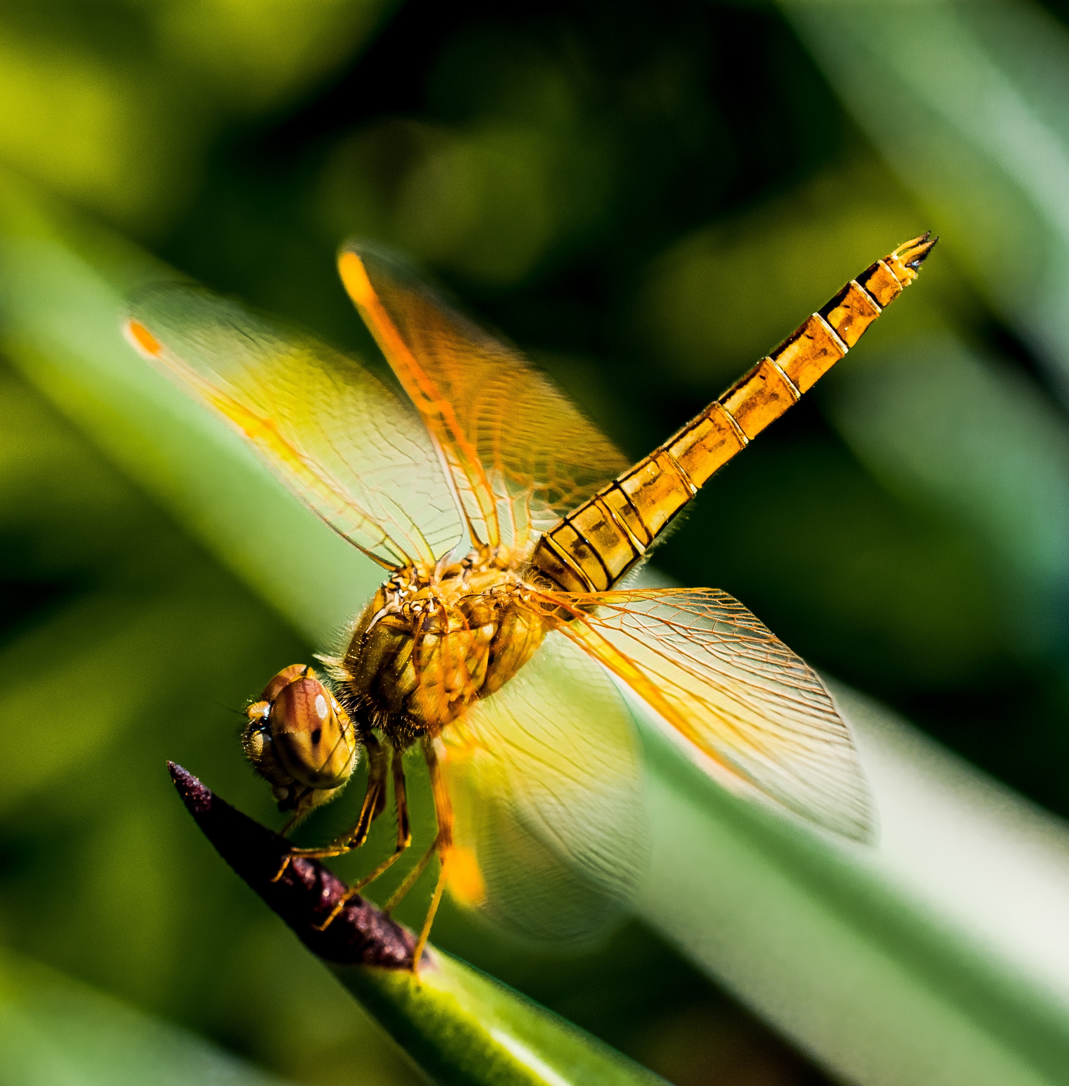close up photo of gold-colored dragon fly