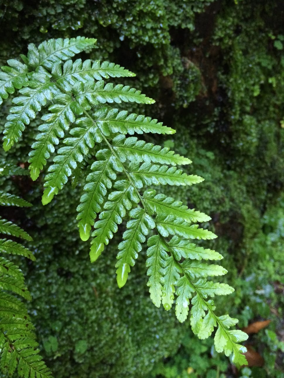 Leaf, Nature, Fern, Leaves, Green, green color, plant preview