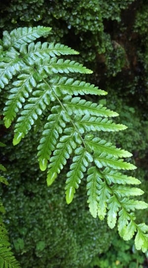 Leaf, Nature, Fern, Leaves, Green, green color, plant thumbnail