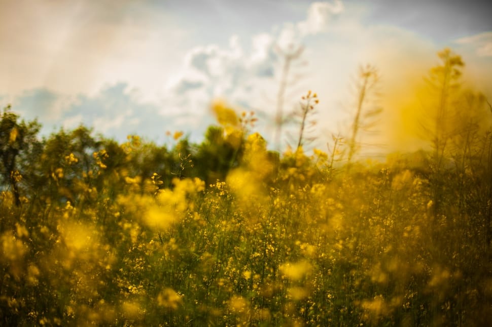 focus photography of yellow petaled flower field preview