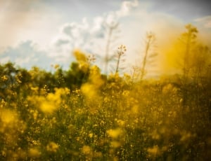 focus photography of yellow petaled flower field thumbnail
