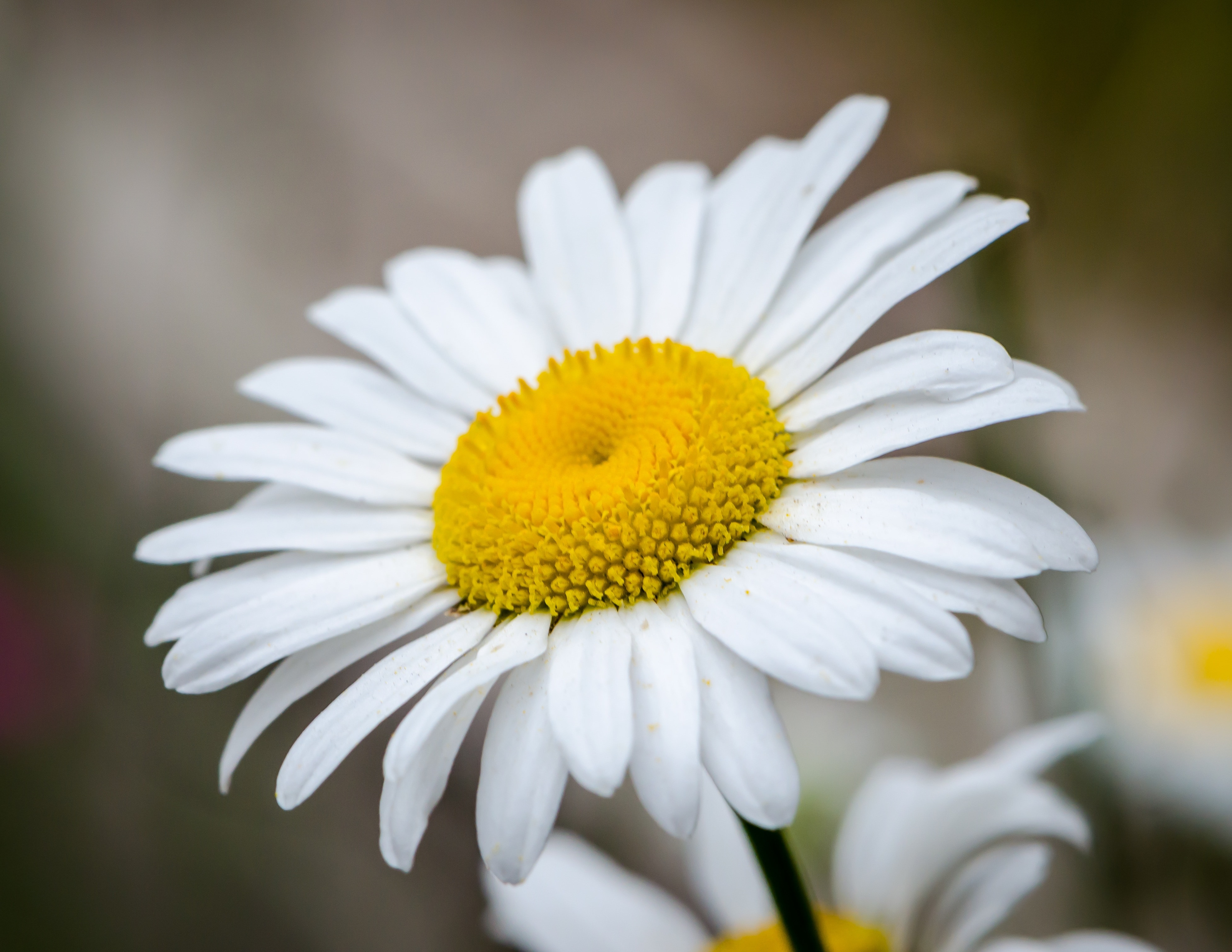Daisy, Flower, Spring, Nature, Floral, flower, petal