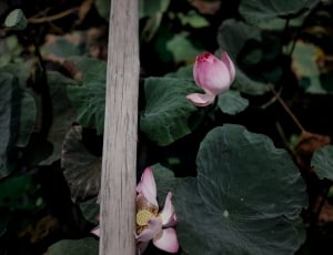 two pink flowers thumbnail