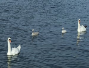 4 white swans thumbnail