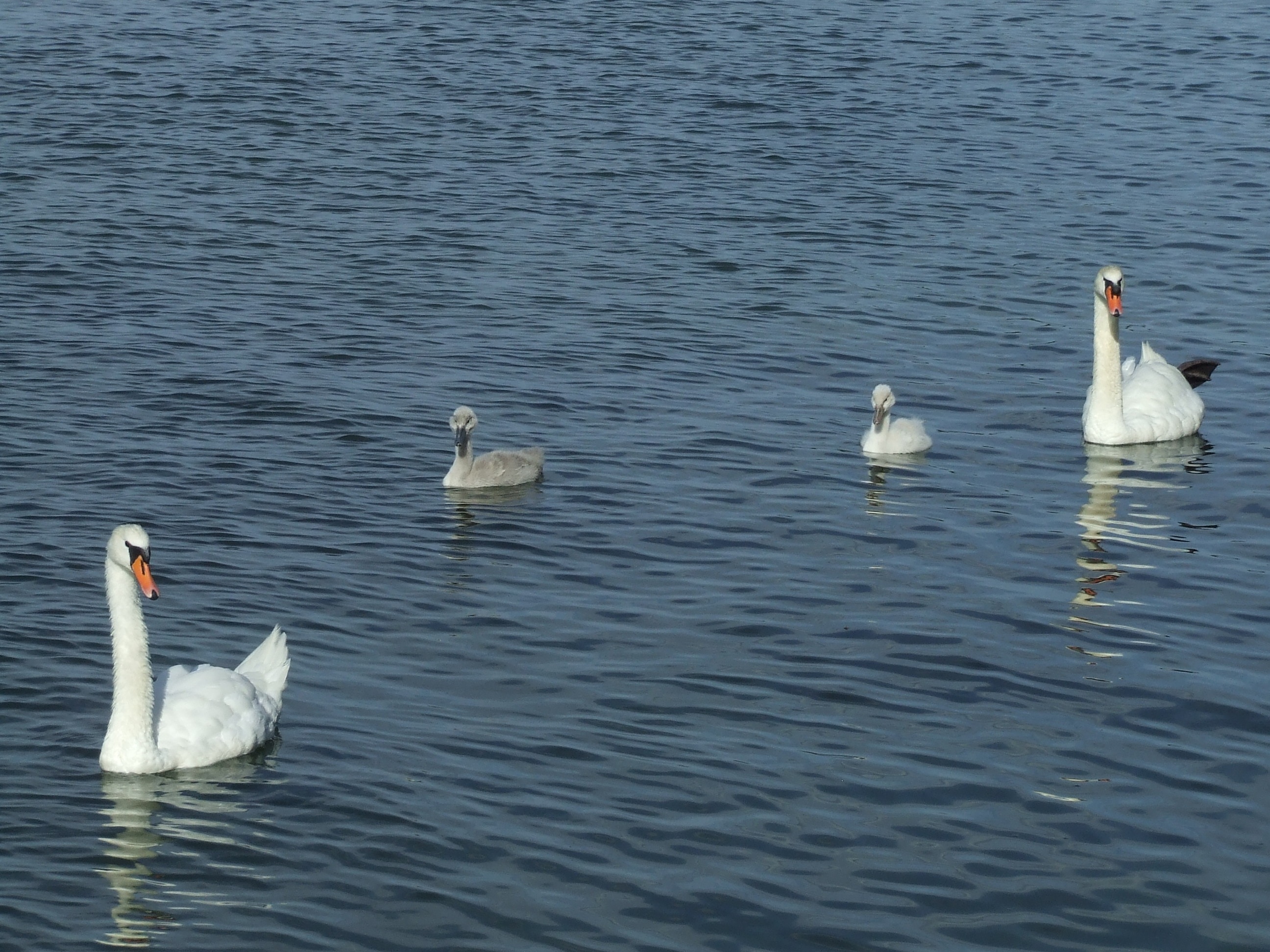 4 white swans