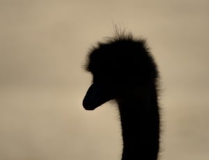 silhouette of ostrich thumbnail
