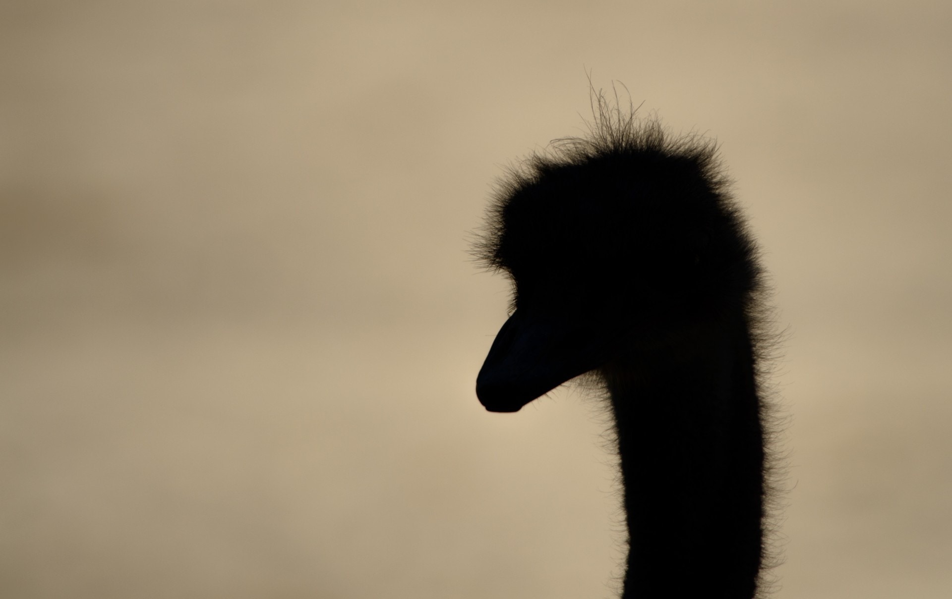 silhouette of ostrich