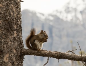 brow and white squirrel thumbnail