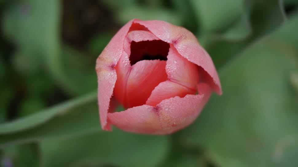 Tulips, Flowers, Spring, Tulip, Pink, flower, nature preview