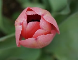 Tulips, Flowers, Spring, Tulip, Pink, flower, nature thumbnail