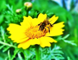 selective focus photography of honeybee sipping on yellow petaled flower thumbnail