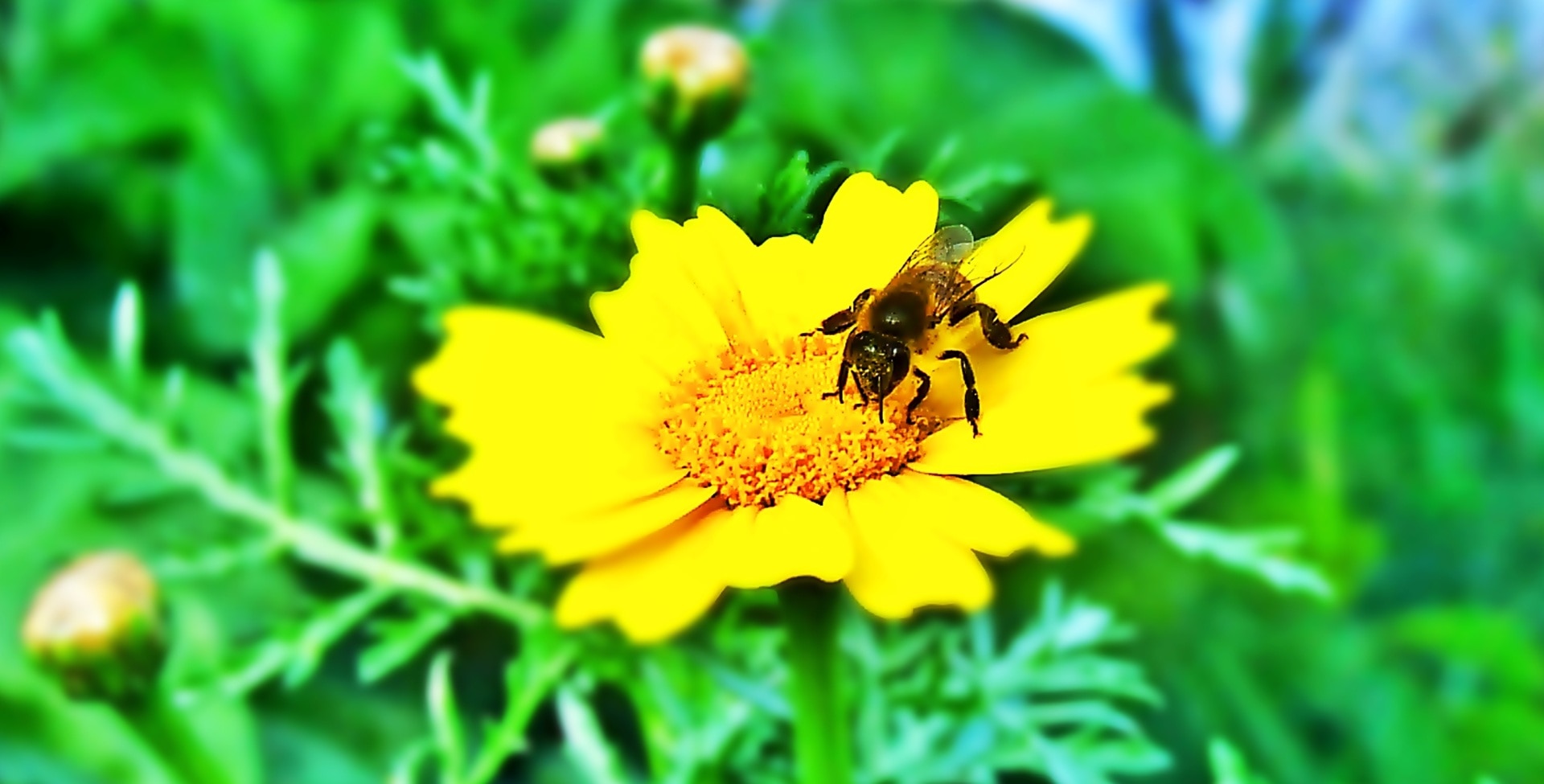 selective focus photography of honeybee sipping on yellow petaled flower