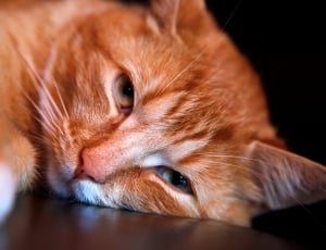 orange fur cat laying in brown surface thumbnail
