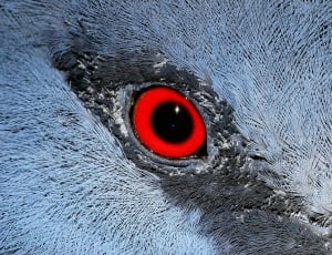 red and black animal eye thumbnail