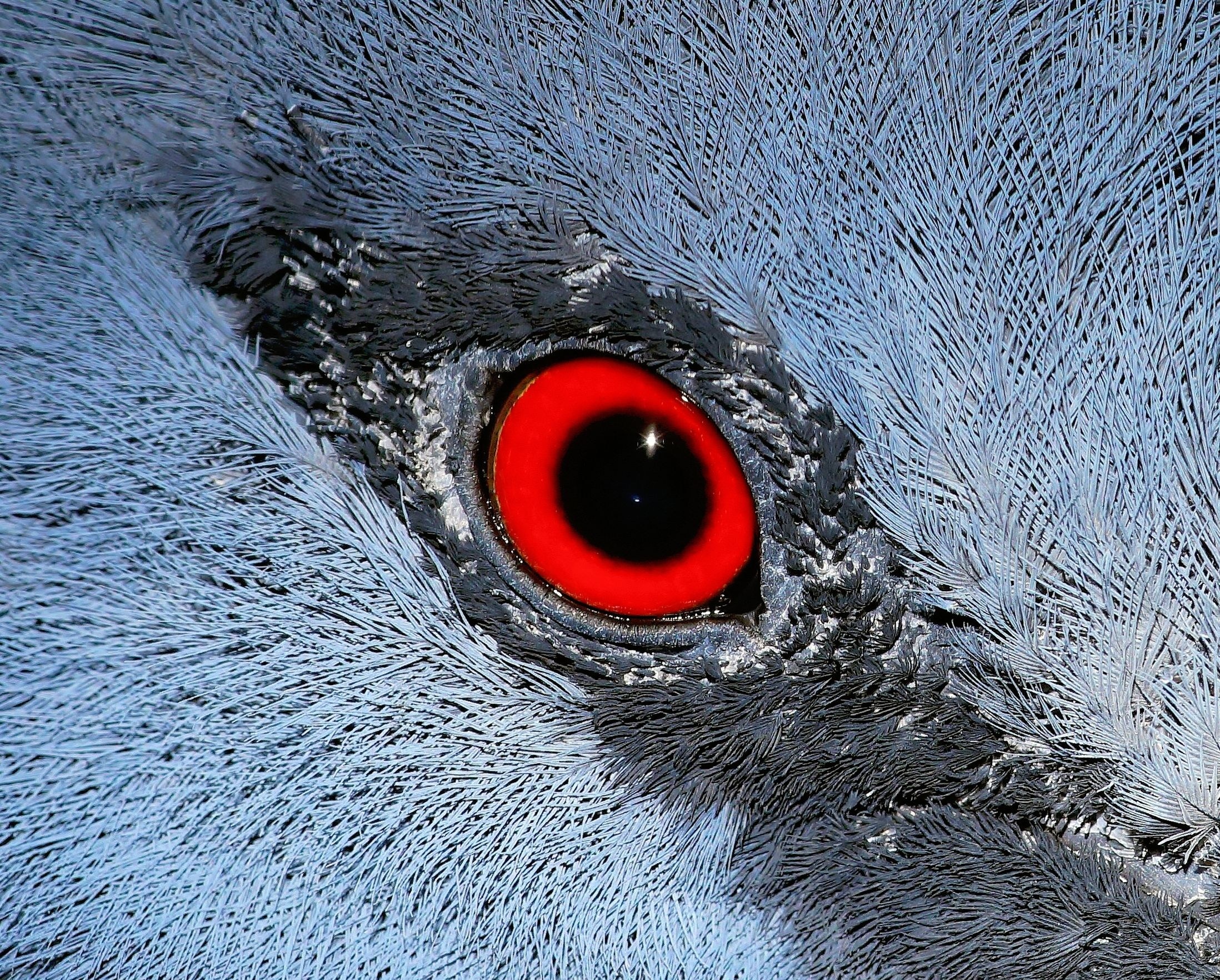 red and black animal eye