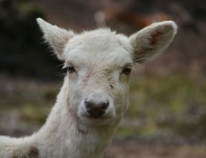 closeup photography of white llama at daytime thumbnail