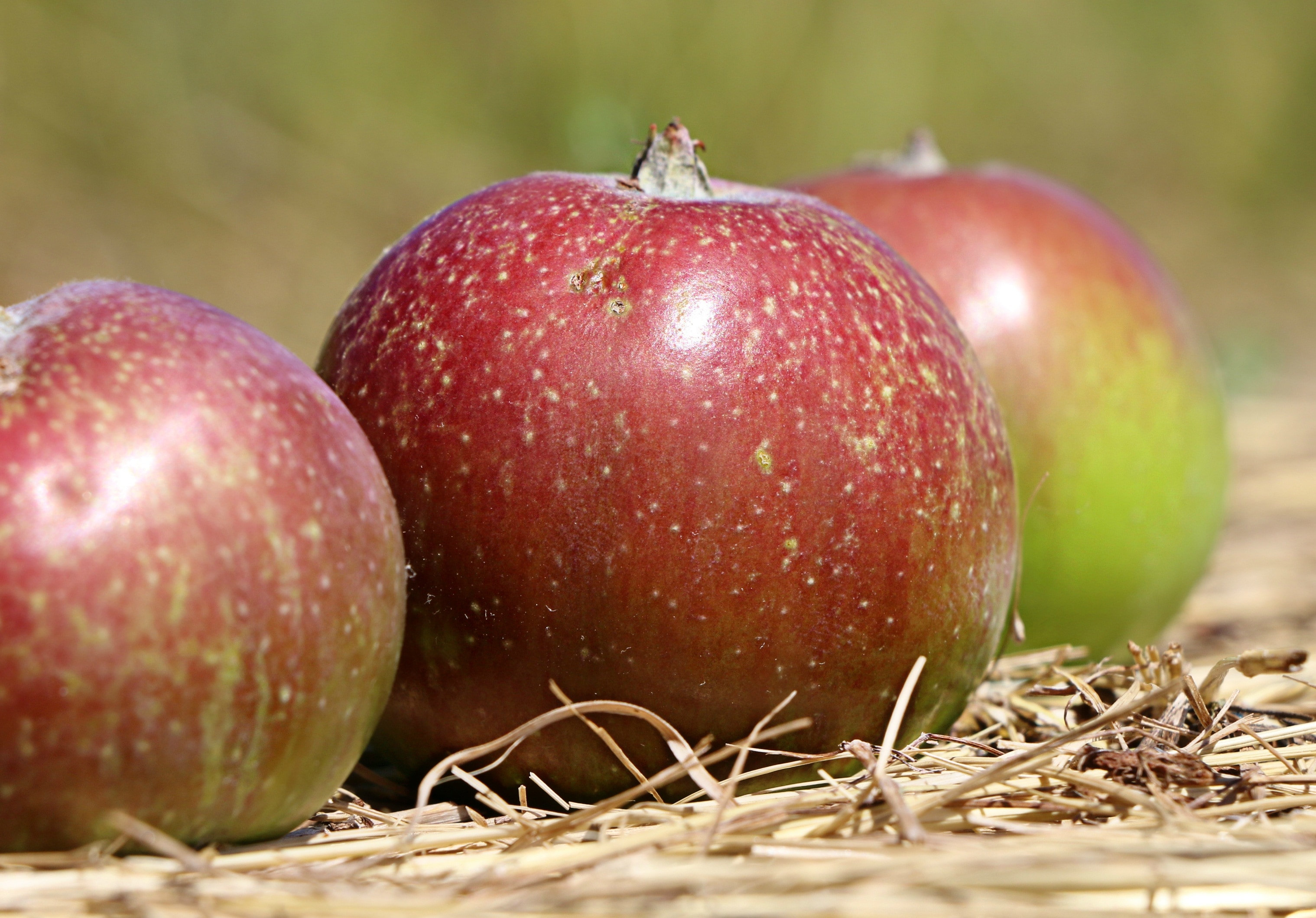 Round fruit. Яблоки Пирос. Красные яблоки урожай фото. Яблоко оказалось спелоее. Спелая сочная яблоко фотография.