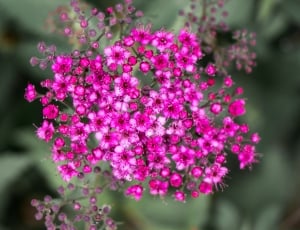 Flower Bunch, Tiny, Blossom, Bloom, Pink, flower, growth thumbnail
