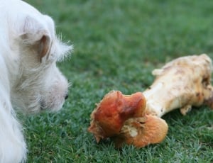 white long coat dog near  the brown bone thumbnail