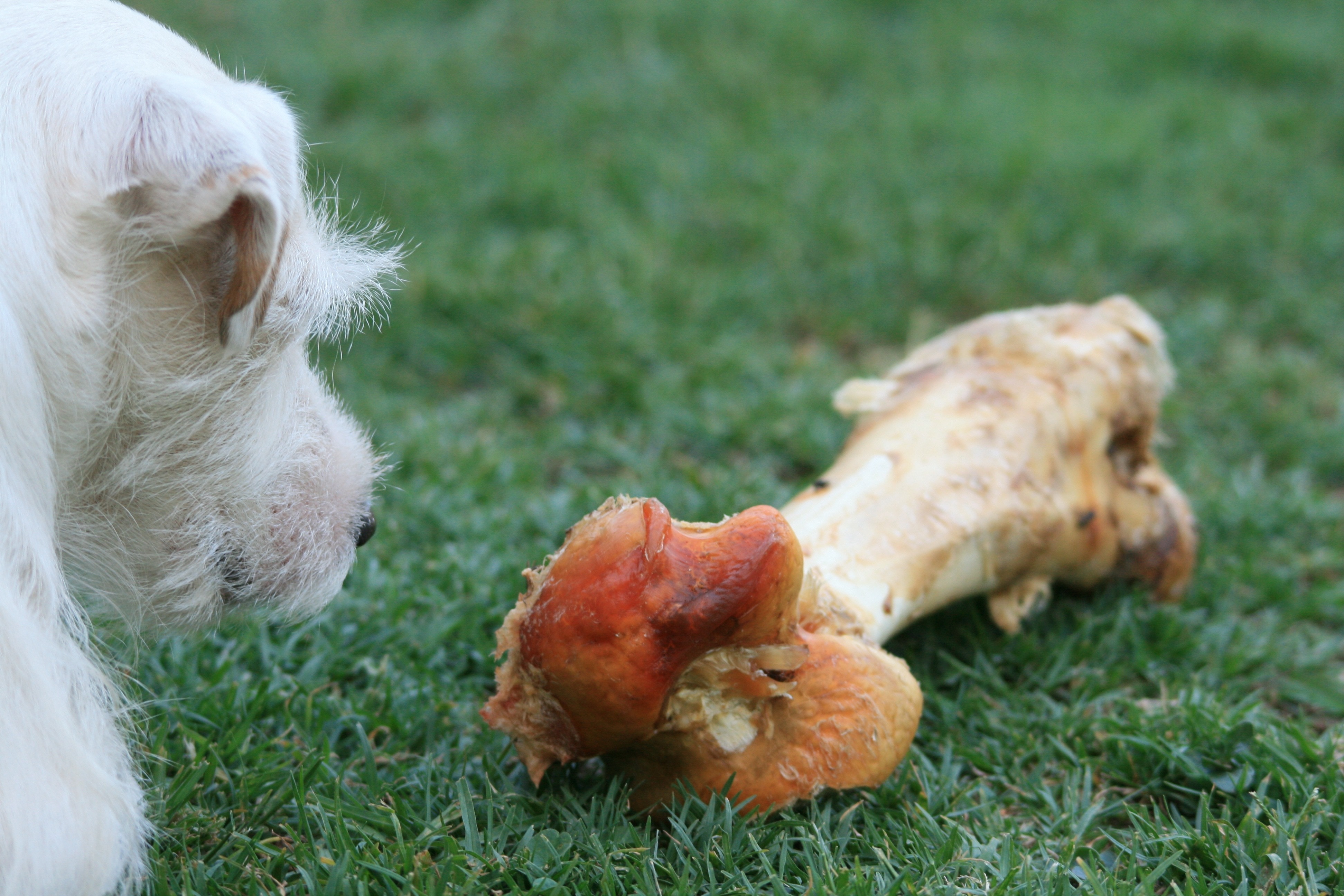 white long coat dog near  the brown bone