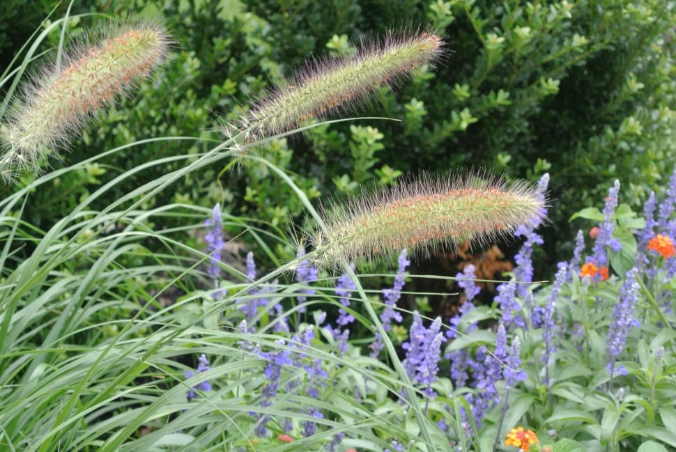 Summer, Green, Dwarf Fountain Grass, flower, nature preview