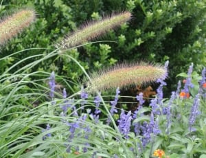 Summer, Green, Dwarf Fountain Grass, flower, nature thumbnail