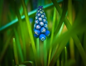 selective focus photography of blue grain plant thumbnail