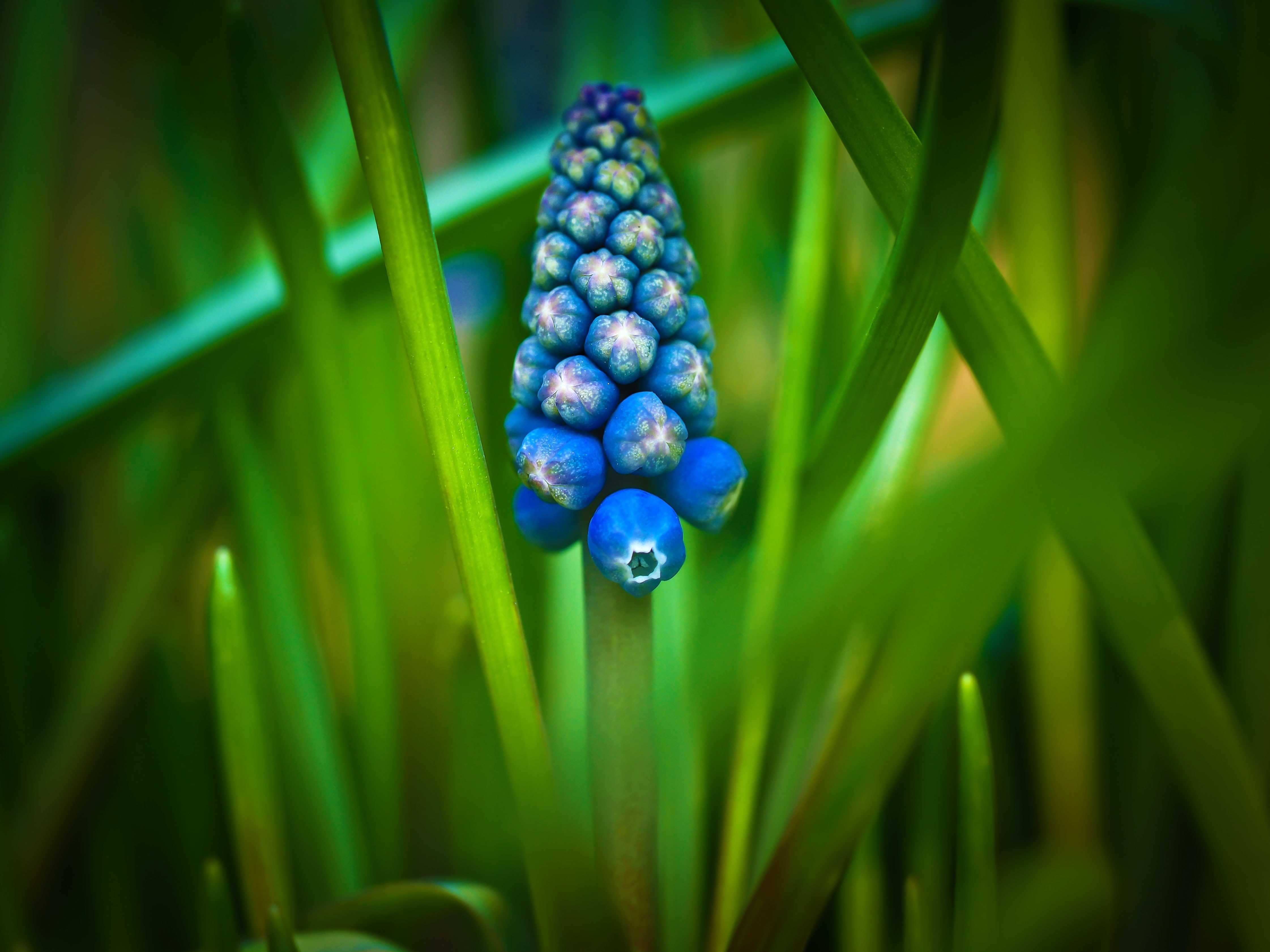 selective focus photography of blue grain plant