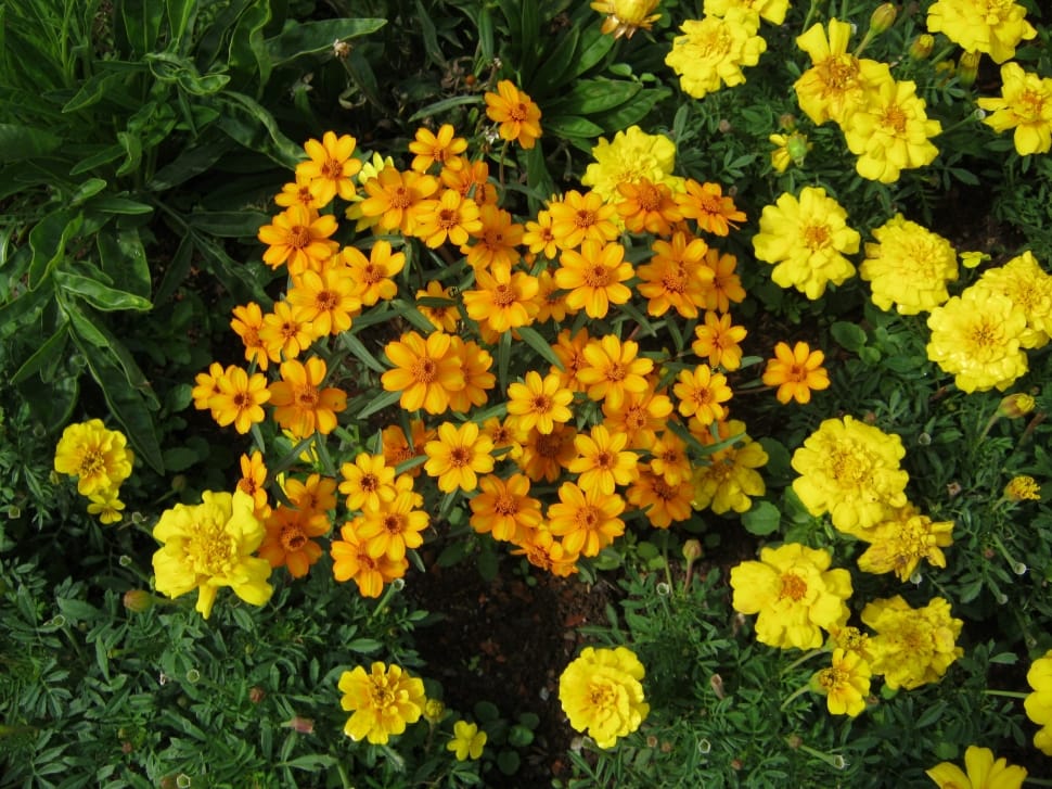 yellow marigold and orange petaled flower preview