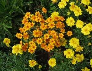 yellow marigold and orange petaled flower thumbnail