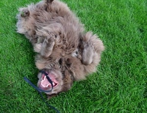 dog lying on grass thumbnail