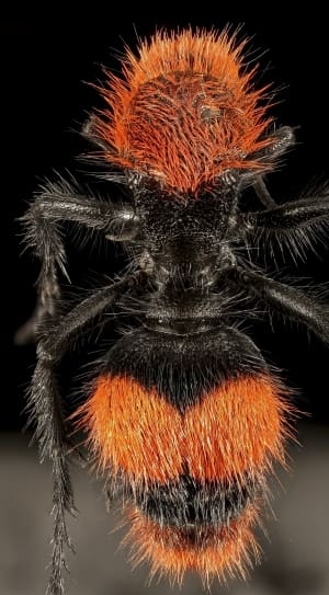 black and orange spider thumbnail
