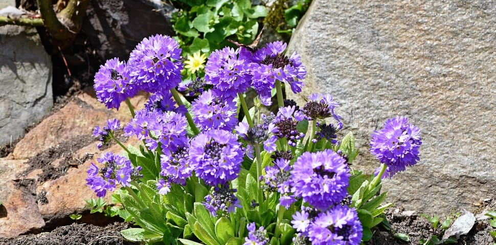 Drumstick, Plant, Garden, Flowers, purple, flower preview